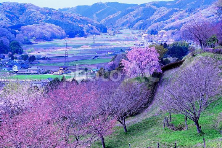 桜（栃木皆川城址） 桜,春,さくらの写真素材