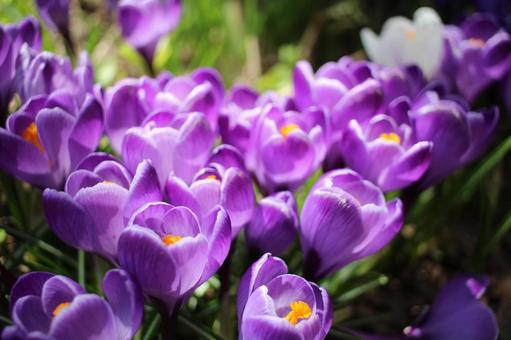 Crocus, JPG Crocus, JPG