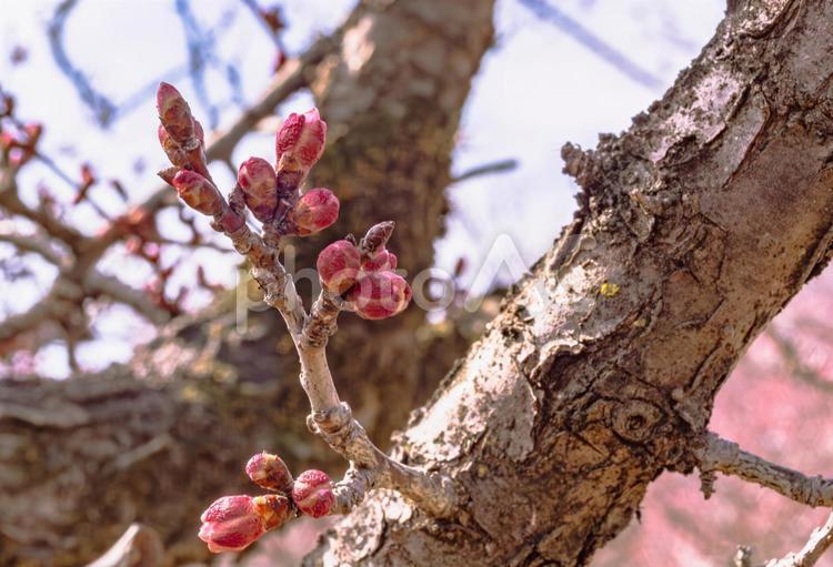 本庄運動公園　梅の花4ｰ92 本庄運動公園,梅,梅花の写真素材