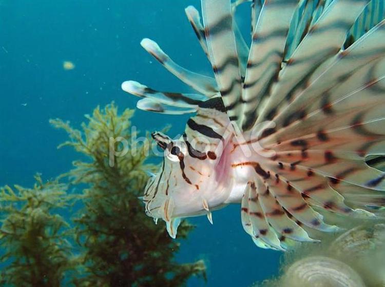 海の生き物 海,日本海,ミノカサゴの写真素材