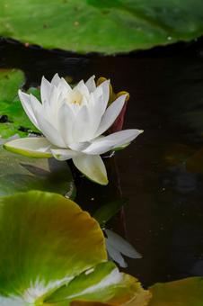Photo, early summer, flower, water lily, 