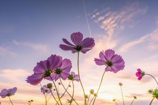 夕暮れのコスモス コスモス,秋,秋イメージの写真素材