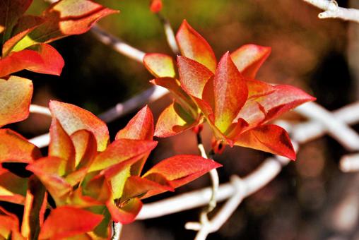 紅葉の葉 紅葉の葉の写真