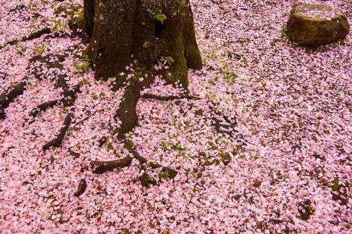 Sakura tree 3, cherry blossoms, cherry blossoms, petal, JPG