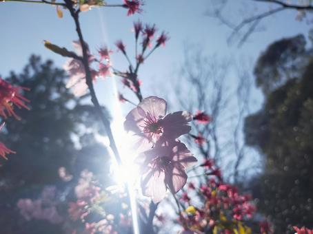 Photo, cherry blossoms, natural, flower, 