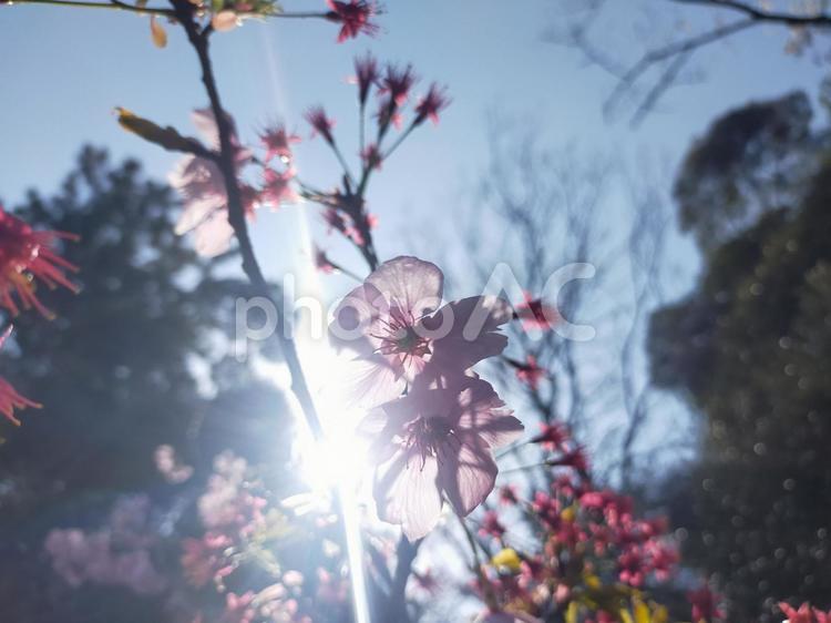 花と日差し 桜,さくら,自然の写真素材