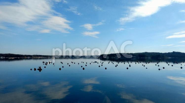 真珠の養殖　はえなわ 英虞湾,真珠の養殖,あごわんの写真素材