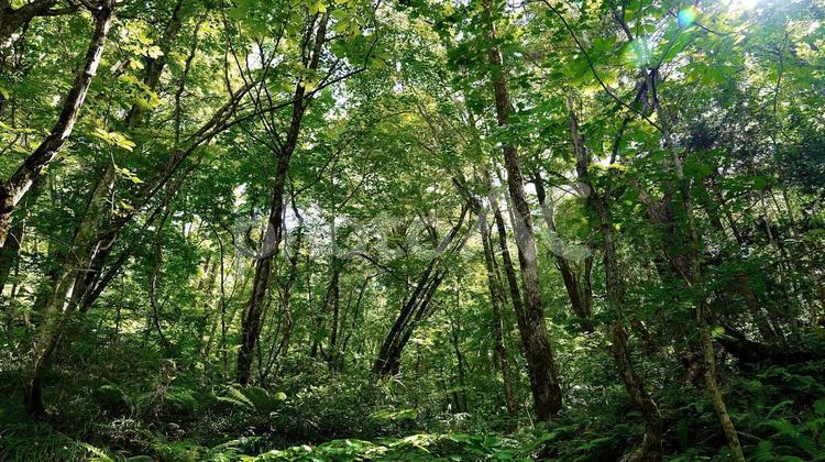 新緑の白神山地の森林の風景 白神,山地,ぶなの写真素材