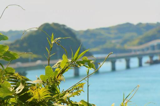 海と葛の葉 海と葛の葉 角島,葛,クズの写真素材