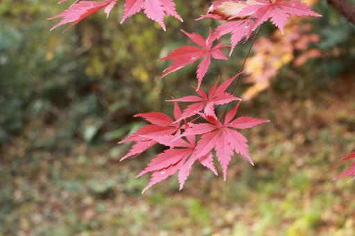 アップの紅葉 アップの紅葉の写真