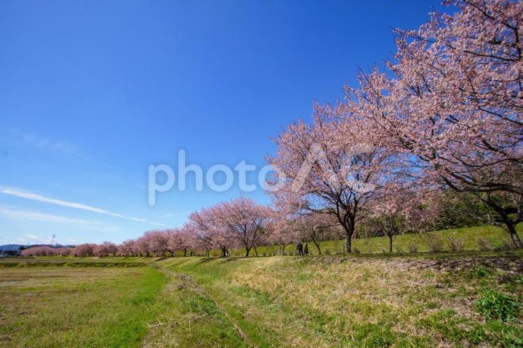 青空に映える早咲の桜 桜,春,青空の写真素材