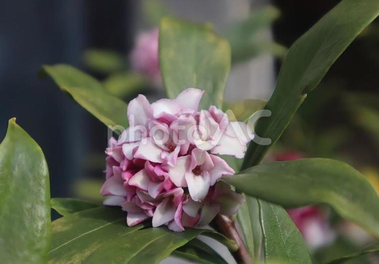 小さい花束みたい 自然,春,沈丁花の写真素材