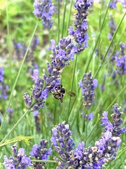 Photo, crested honeybee (apis cerana cristata), common bee, lavender, 