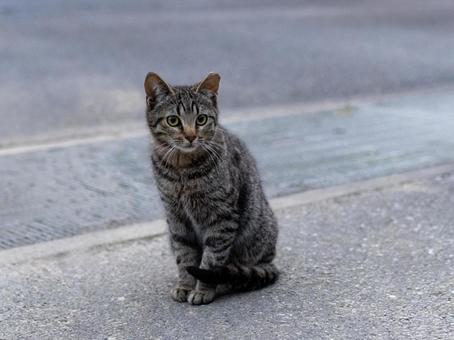 マイペースに過ごす猫 マイペースに過ごす猫 猫,地域猫,ねこの写真素材