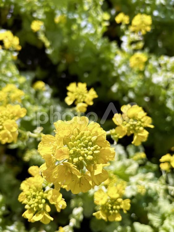 陽だまりの菜の花のクローズアップ 菜の花,アブラナ,花の写真素材