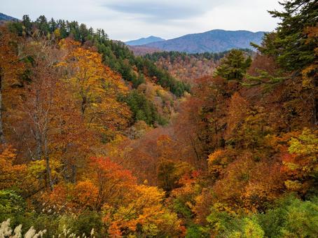 南会津の紅葉 紅葉,秋,会津の写真素材