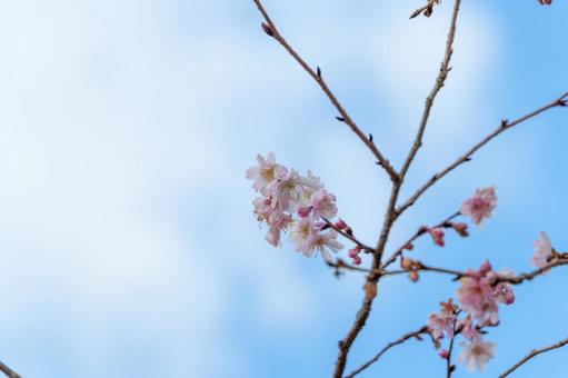 青空に映える冬桜 青空に映える冬桜の写真