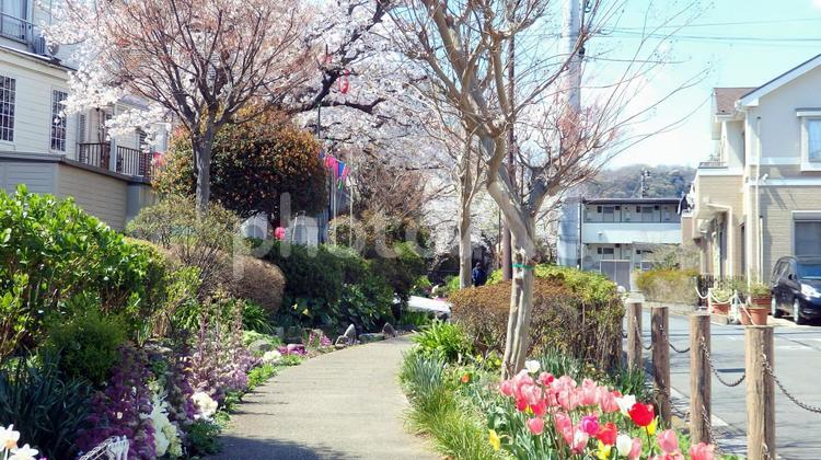 桜とせせらぎと遊歩道，横浜 桜,せせらぎ,遊歩道の写真素材
