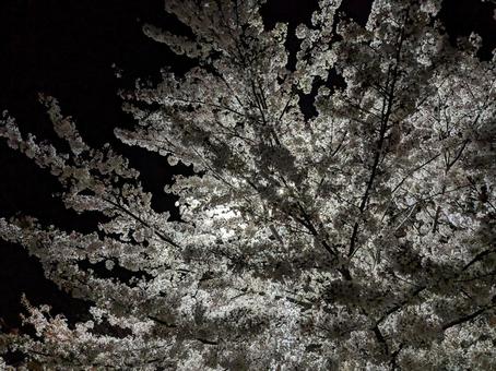 night cherry 夜桜 night cherry 夜桜の写真