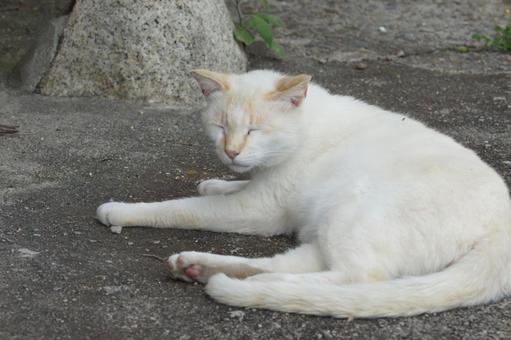 ねこ 箱座り,飼い猫,家猫の写真素材