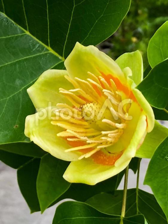 百合の木の花 ユリノキ,花,黄色い花の写真素材