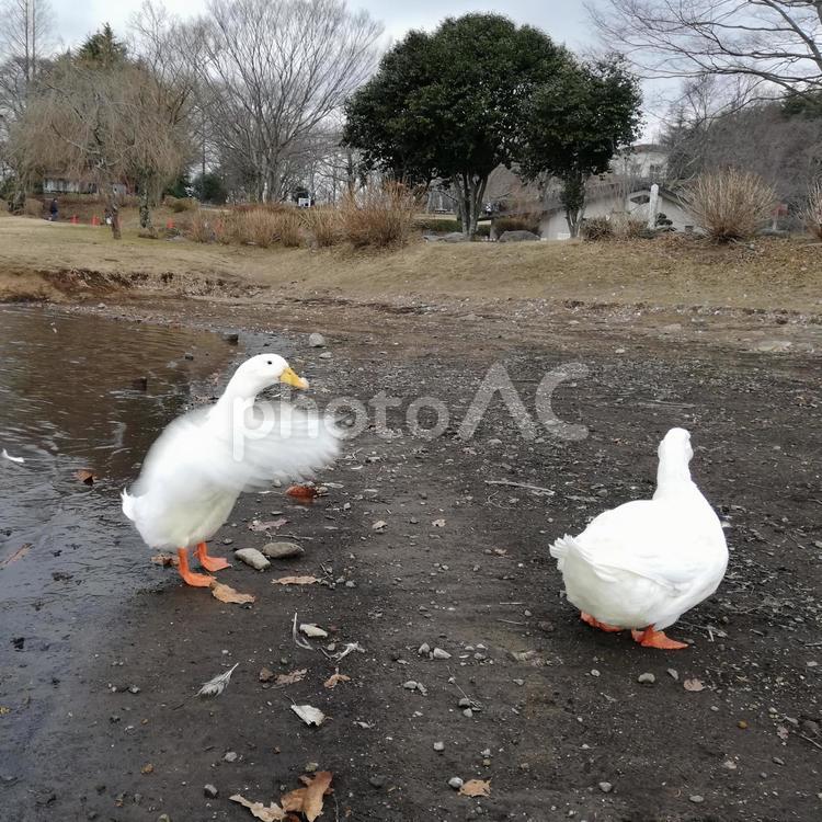 アヒルの戯れ アヒル,あひる,湖畔の写真素材