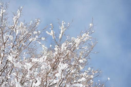初雪の朝 雪,冬,初雪の写真素材