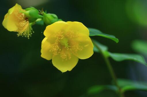 金色に輝く梅に似た花 キンシバイ,花,オトギリソウ科の植物の写真素材