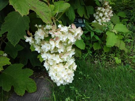 Kashiwaba Hydrangea, JPG Kashiwaba Hydrangea, JPG