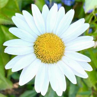 かわいいマーガレットの花 アップ かわいいマーガレットの花 アップ マーガレット,白い,ホワイトの写真素材