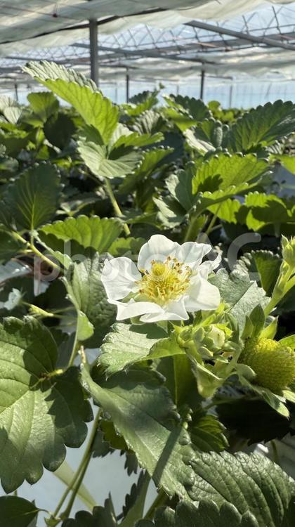 いちご狩り　ハウスの苺の花 いちご,花粉,ミツバチの写真素材