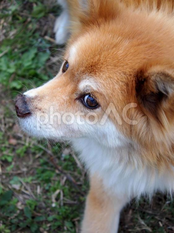 横目でこちらの様子をうかがう犬 ペット,アップ,四つ足動物の写真素材