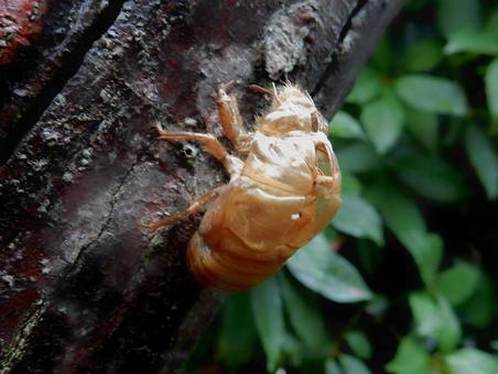 【昆虫写真】蝉の抜け殻 【昆虫写真】蝉の抜け殻の写真