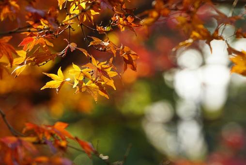 秋の紅葉 秋の紅葉の写真
