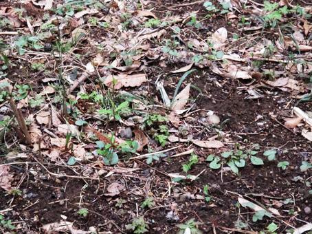 落ち葉 落ち葉,早春,三月の写真素材