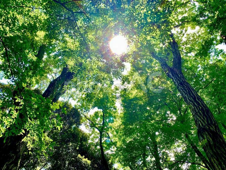 木漏れ日 こもれび,森,深緑の写真素材