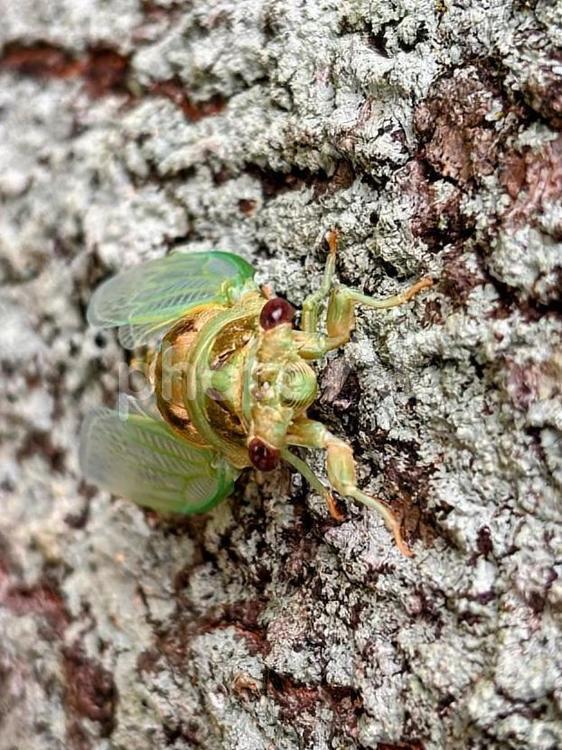羽化したばかりのセミ3 蝉,羽化,昆虫の写真素材