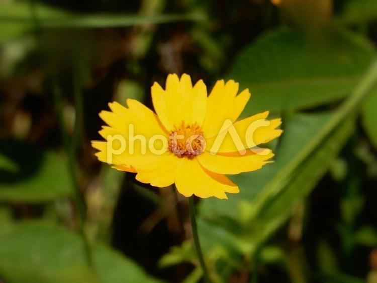 【花の写真】キンケイギク（金鶏菊） キンケイギク,金鶏菊,キクの写真素材