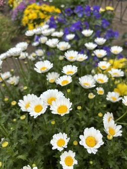 花壇 花壇 花壇,ガーデニング,花の写真素材