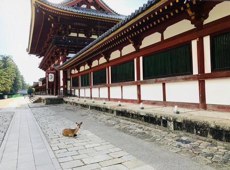 奈良の東大寺 奈良の東大寺 東大寺,奈良,シカの写真素材