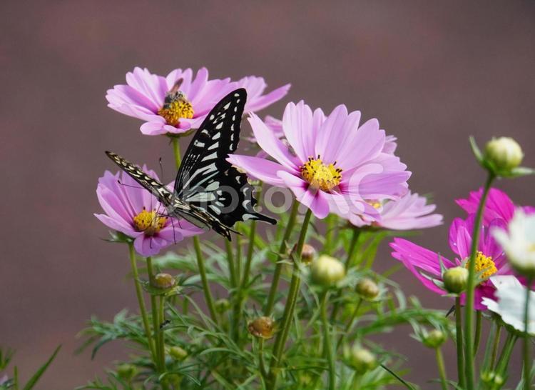 アゲハチョウとコスモス 蝶,蝶々,花の写真素材