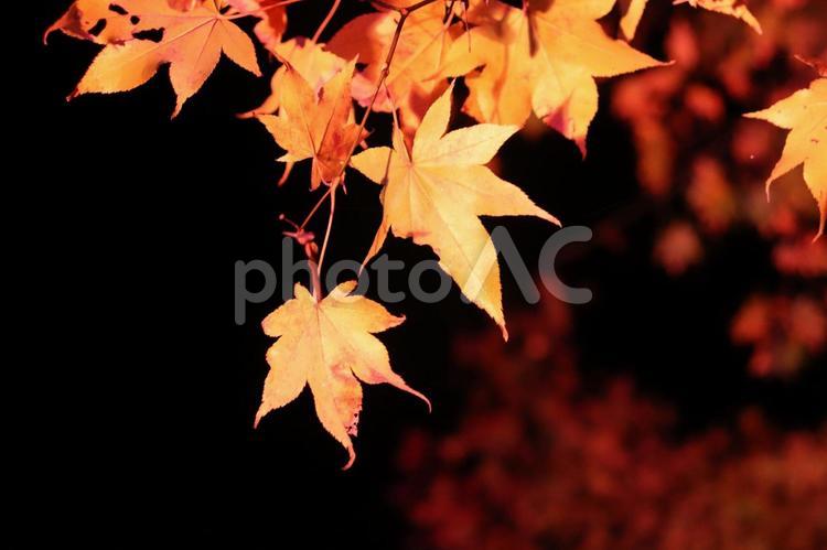 夜のもみじ　日本の秋の風景　オレンジ 紅葉,葉,落葉の写真素材