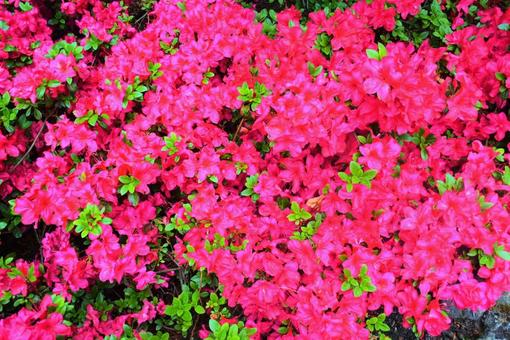 鮮やかな赤ピンクの花 鮮やかな赤ピンクの花の写真