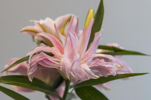 綺麗に咲いた百合の花 綺麗に咲いた百合の花の写真