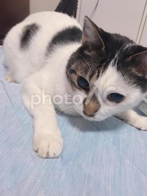 何かを狙うネコ 猫,ねこ,ネコの写真素材
