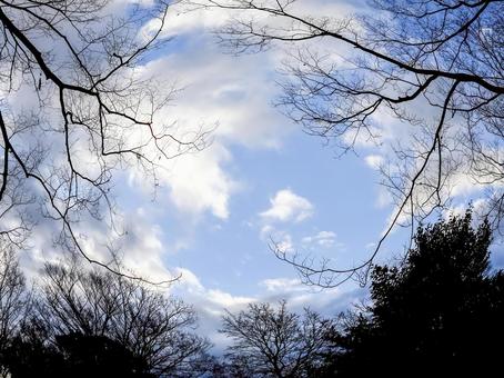 木立の隙間から見上げた冬の空0 木立,冬の空,冬の写真素材