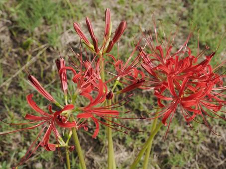 Blooming red spider lilies (Higanbana) buds and flowers, JPG Blooming red spider lilies (Higanbana) buds and flowers, JPG