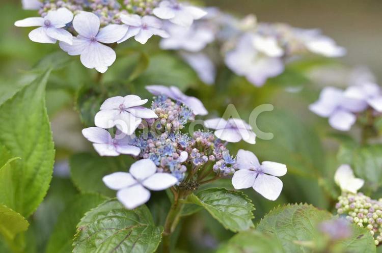 あじさい５ 紫陽花,梅雨,植物の写真素材