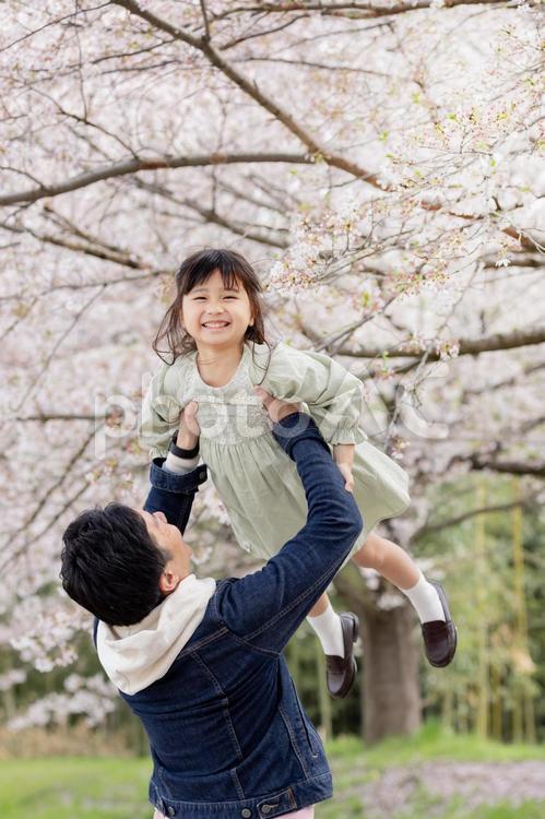 桜の木下で女の子をたかいたかいする父親 桜,人物,男性の写真素材