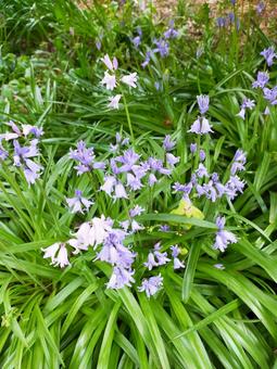 釣り鐘すいせん ツリガネスイセン,花,シラー・カンパニュラータの写真素材